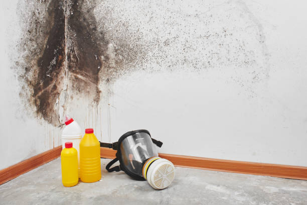 Best Emergency Mold Removal  in Stowell, TX