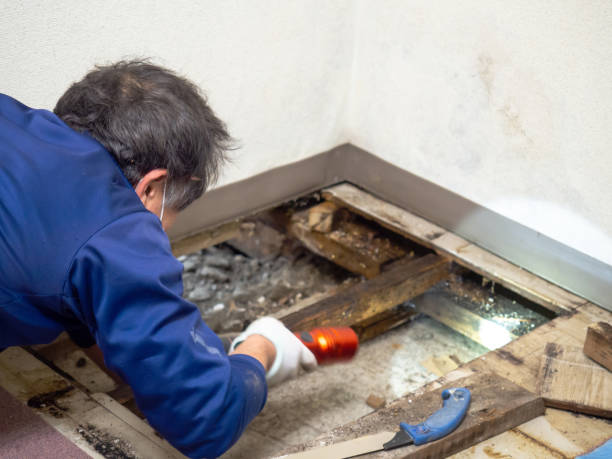 Best Residential Mold Removal  in Stowell, TX