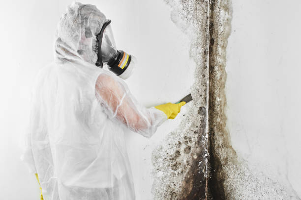 Attic Mold Removal in Stowell, TX