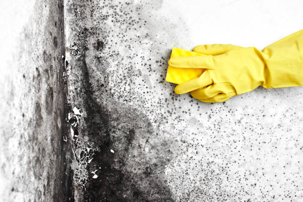 Best Certified Mold Removal  in Stowell, TX