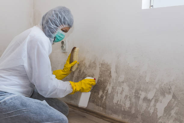Best Local Mold Removal Service  in Stowell, TX
