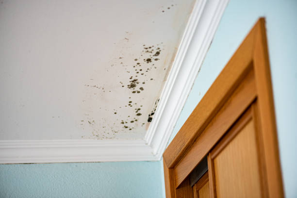 Best Mold Remediation  in Stowell, TX