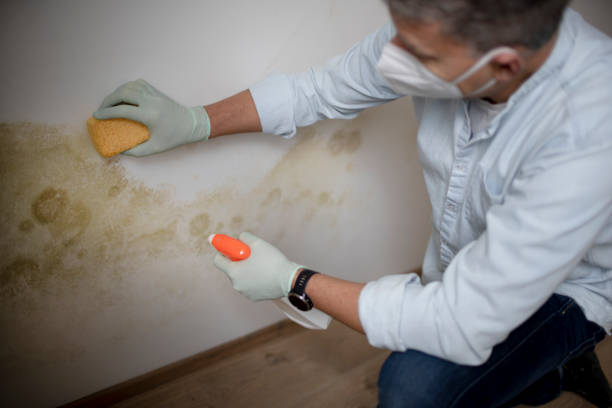 Best Mold Testing  in Stowell, TX