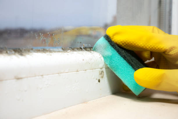 Best Toxic Mold Removal  in Stowell, TX