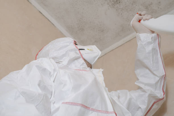 Best Mold Removal Company Near Me  in Stowell, TX
