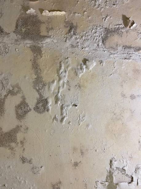 Office Mold Removal Services in Stowell, TX