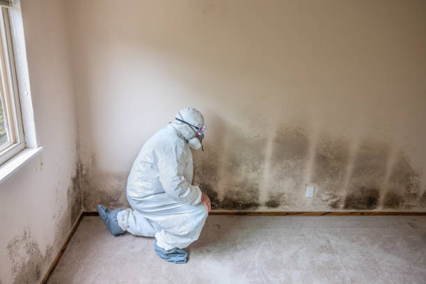 Best Certified Mold Removal  in Stowell, TX