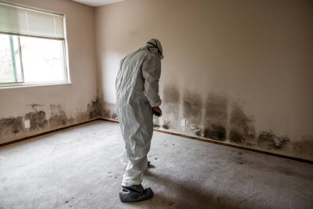 Mold Removal Process in Stowell, TX