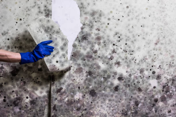 Best Mold Testing  in Stowell, TX