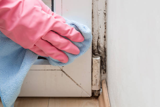 Best Affordable Mold Removal  in Stowell, TX