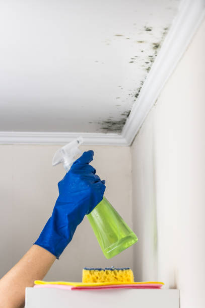 Best Home Mold Removal  in Stowell, TX