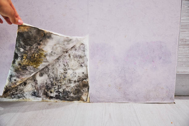 Home Mold Removal in Stowell, TX